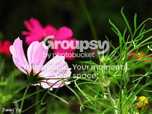 Flowers2.jpg