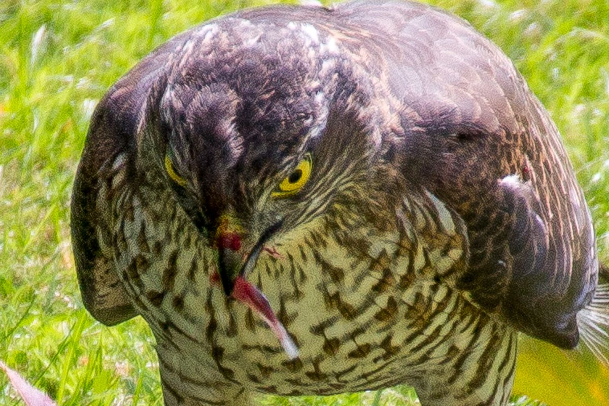 SHawk4_zps05bd2e00.jpg
