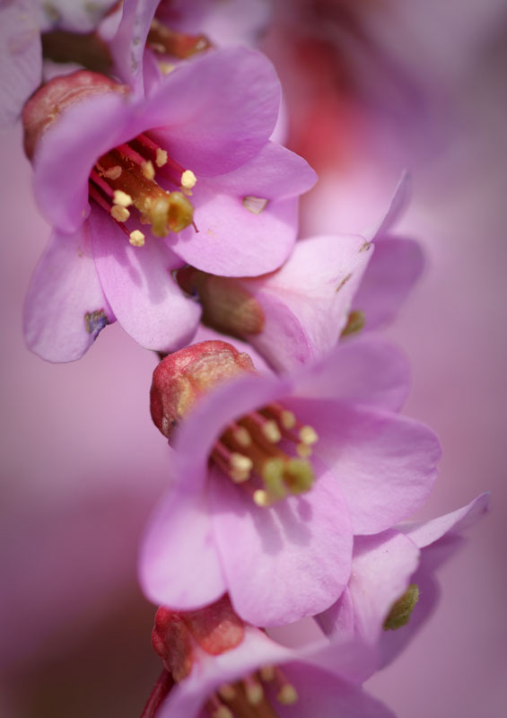 flower_19.jpg
