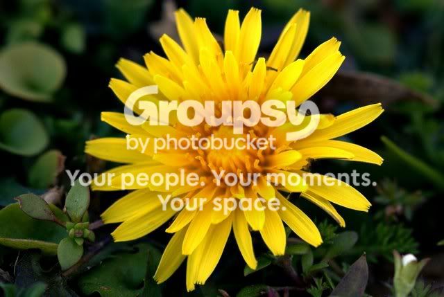 yellowflower.jpg