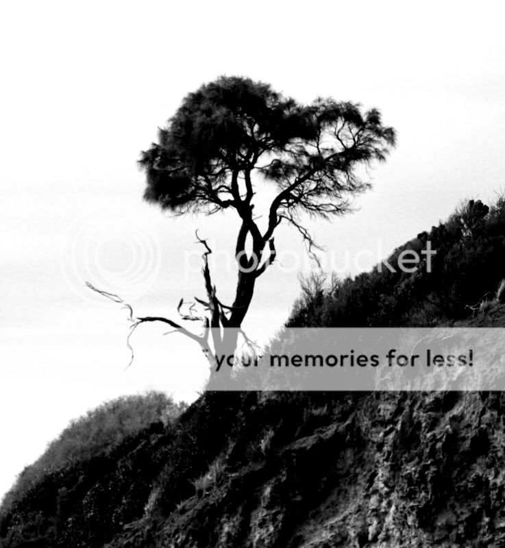 tree_hill.jpg