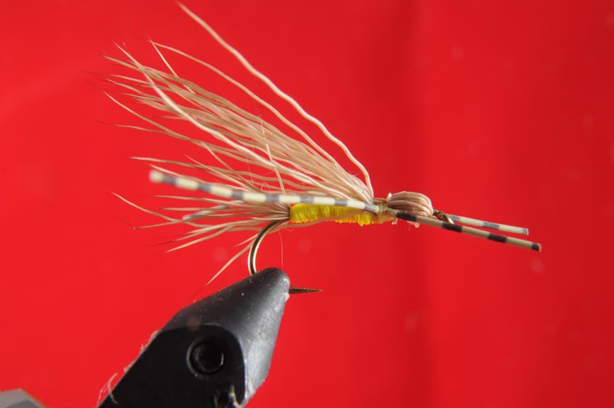flies105-057.jpg