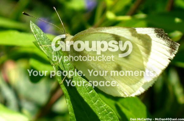 butterfly.jpg