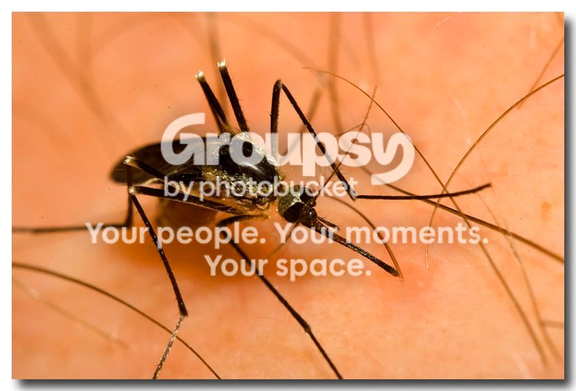 mosquito3.jpg