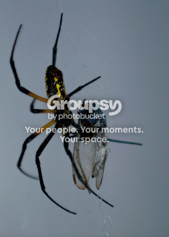 Writer-Spider-9.jpg
