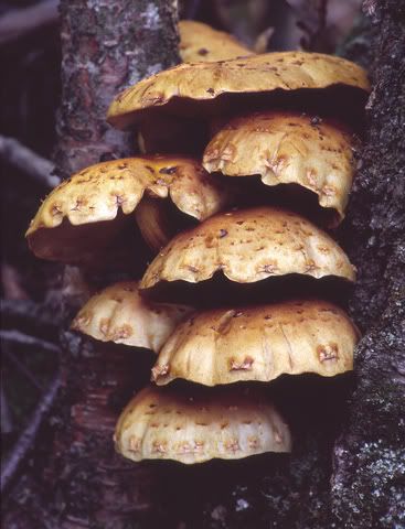 fungus-among-us01-L.jpg