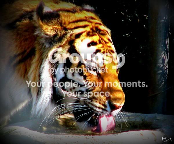 tiger-1.jpg