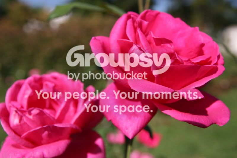PinkieFlower.jpg