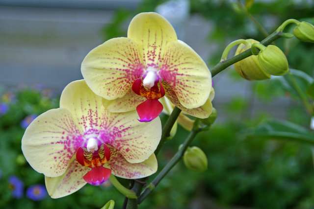 orchid.jpg