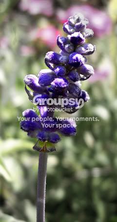 minibluebonnet.jpg
