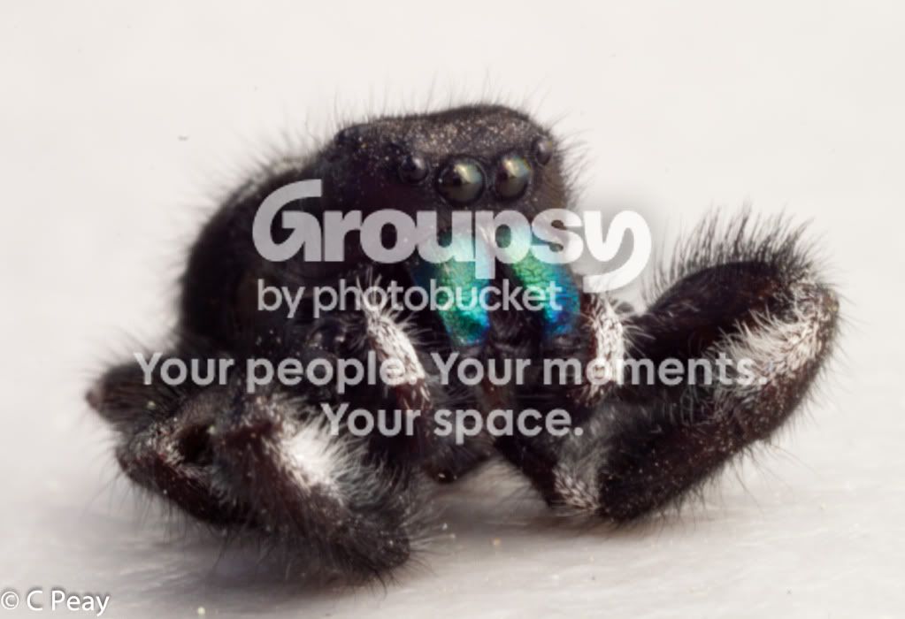 spider.jpg