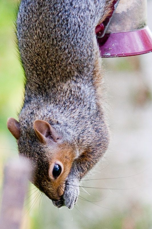 191010squizzle10.jpg