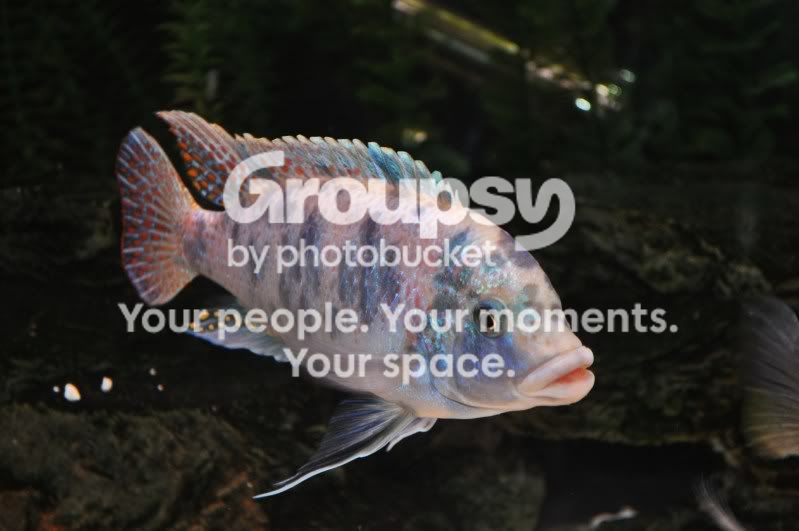 fish003.jpg