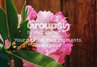 Rhodie.bmp