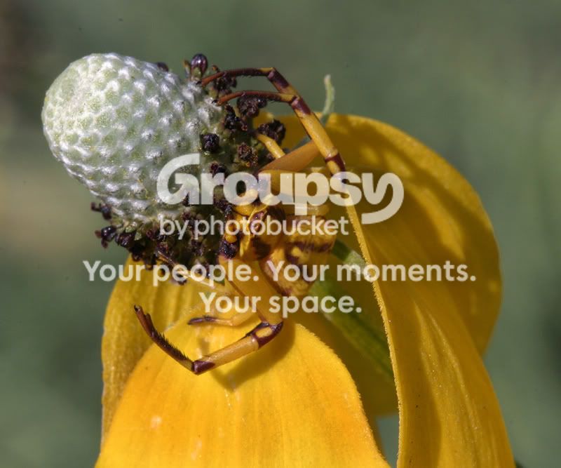 spider-y30027a.jpg