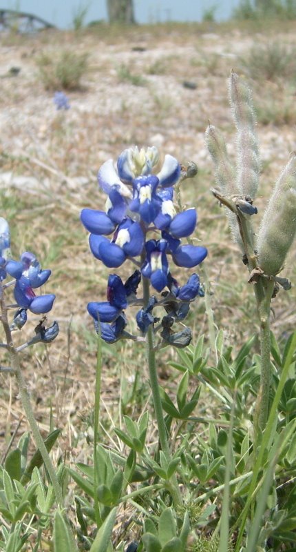 Bluebonnet1.JPG