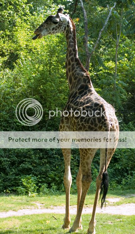 Giraffe052906001.jpg