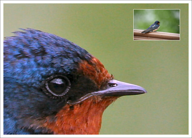 sigma_50-500_os_hsm_100crop.jpg