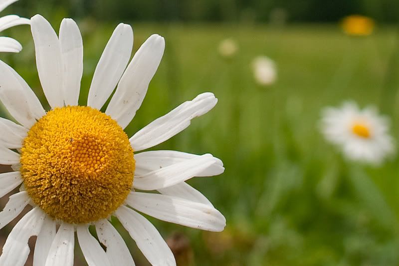 daisyF63SS400100CROP.jpg