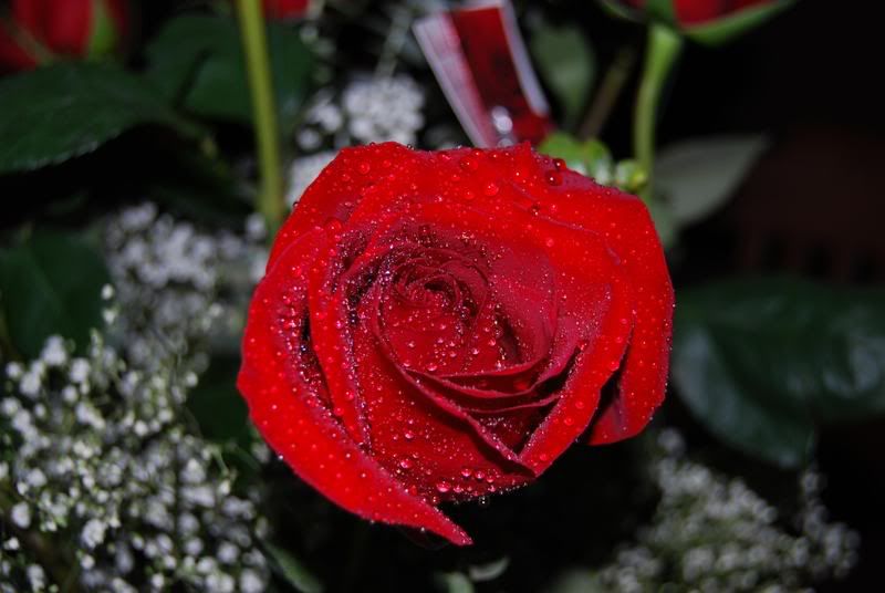 DSC_0006.jpg