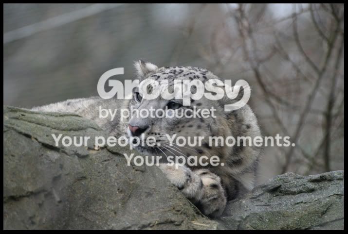 SnowLeopard3.jpg