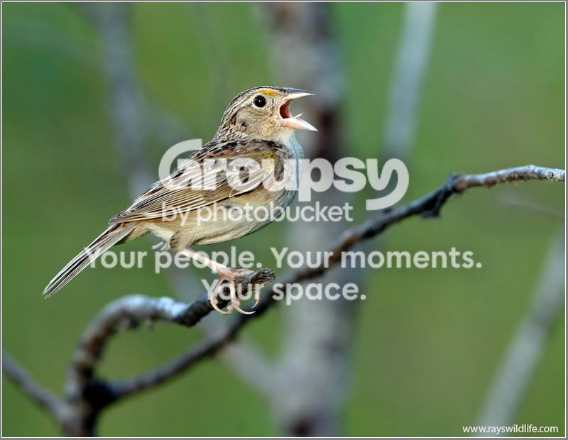 DSC_63391218w.jpg