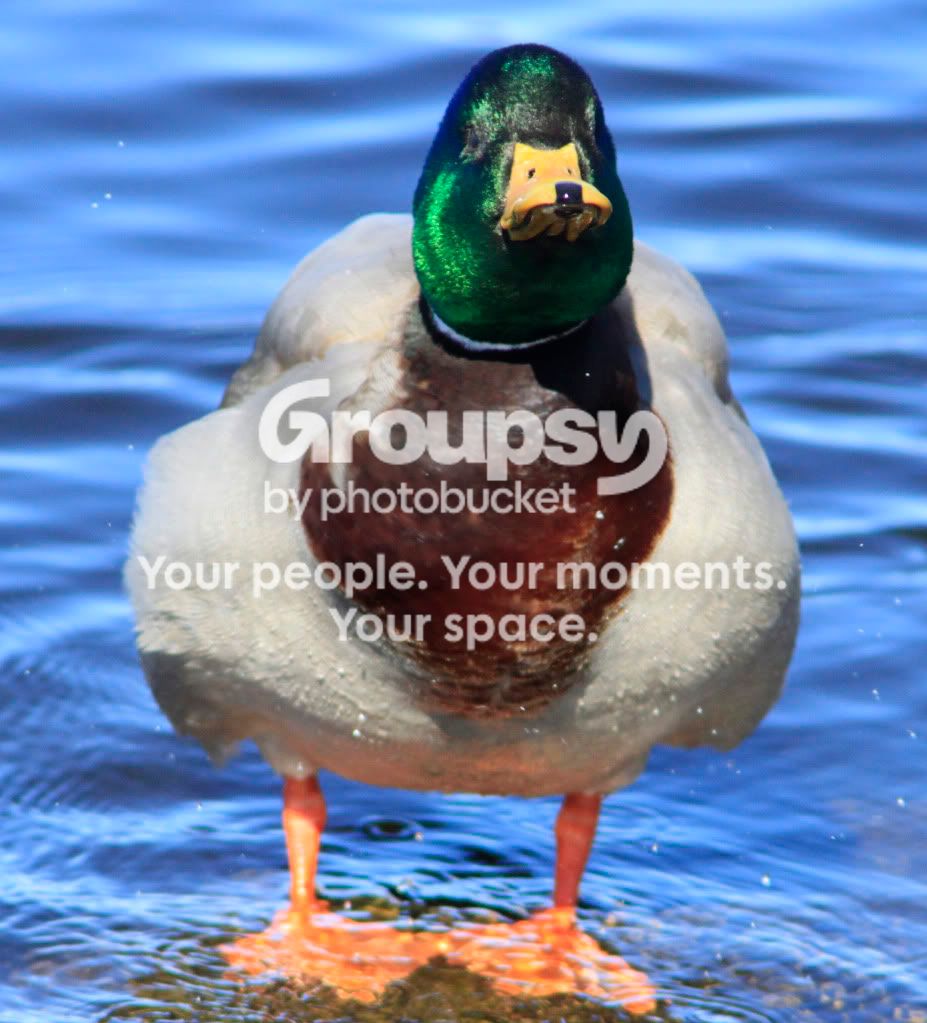 duck.jpg