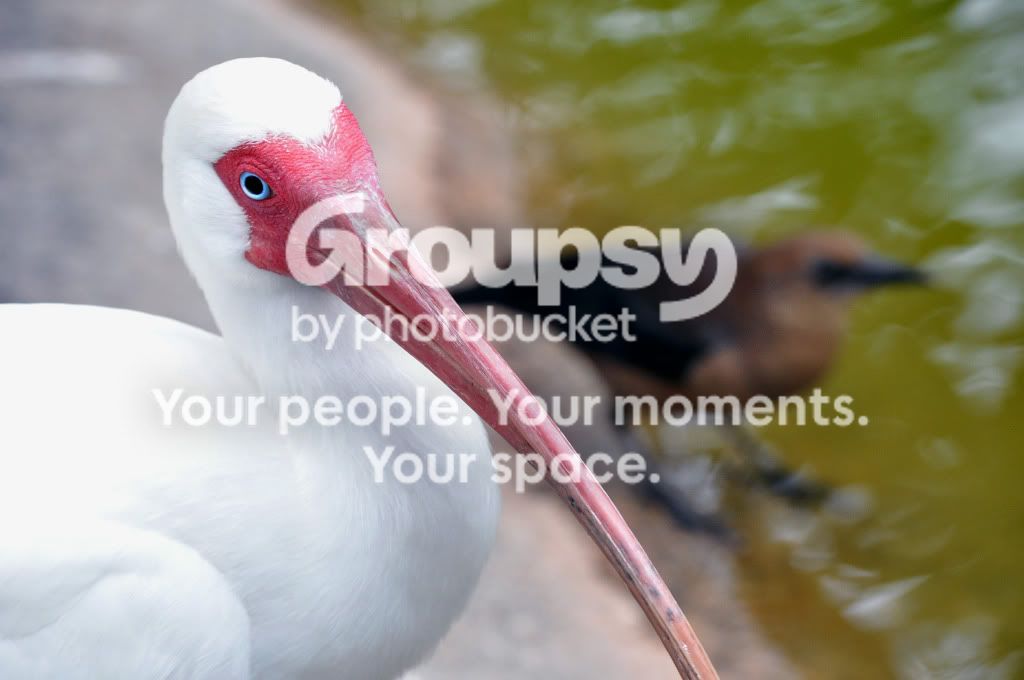 Pelican.jpg