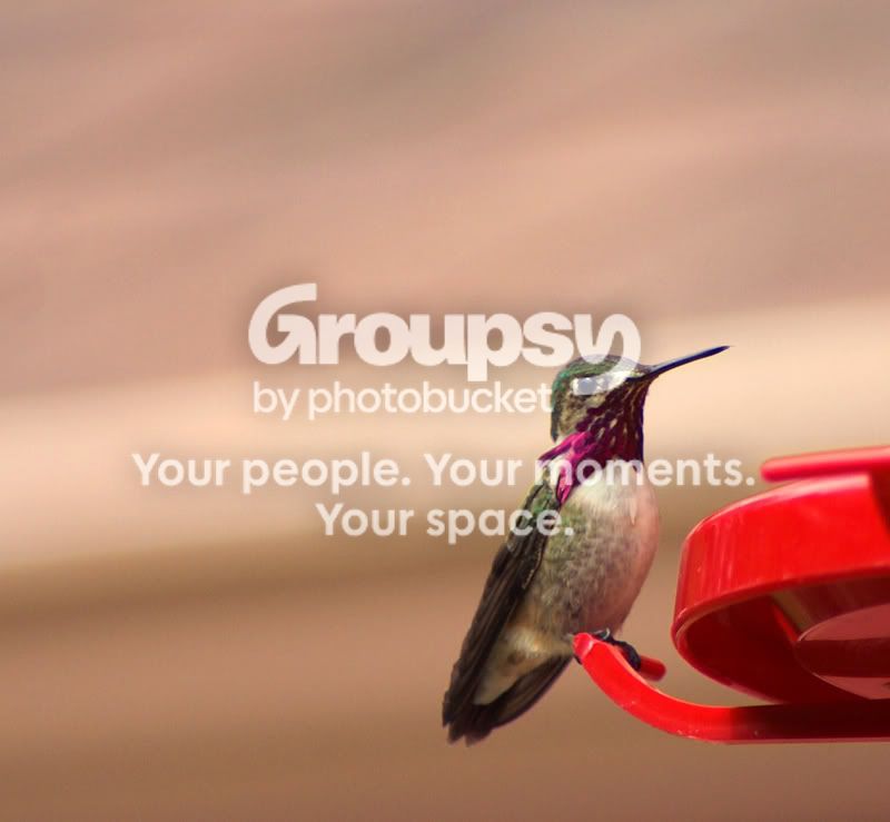 Hummingbird.jpg