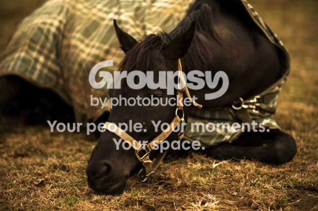 horse3.jpg