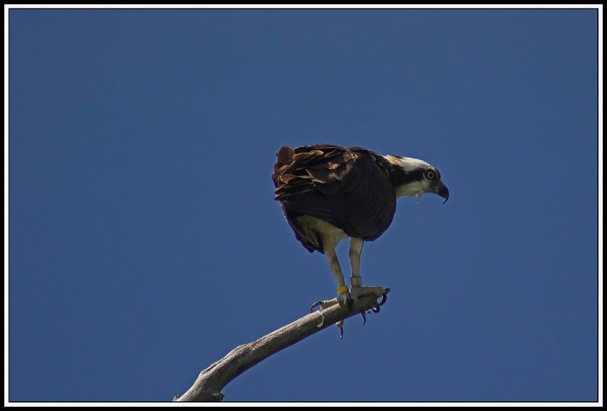 osprey3.jpg