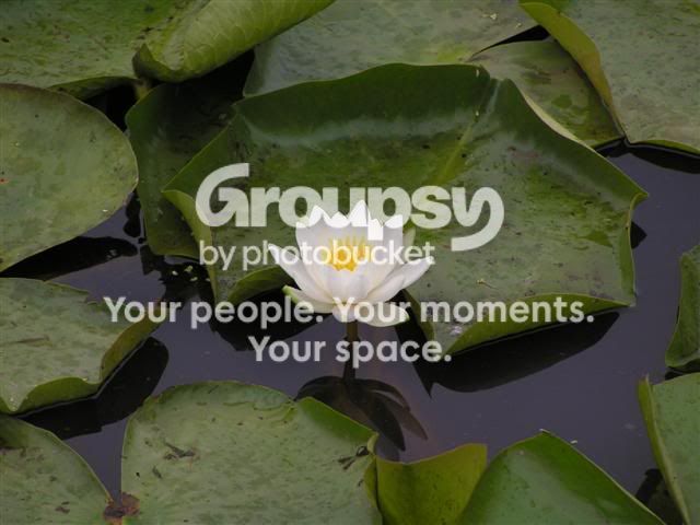 pond_flower1Small.jpg