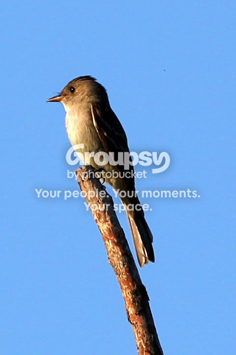 outback048juza.jpg