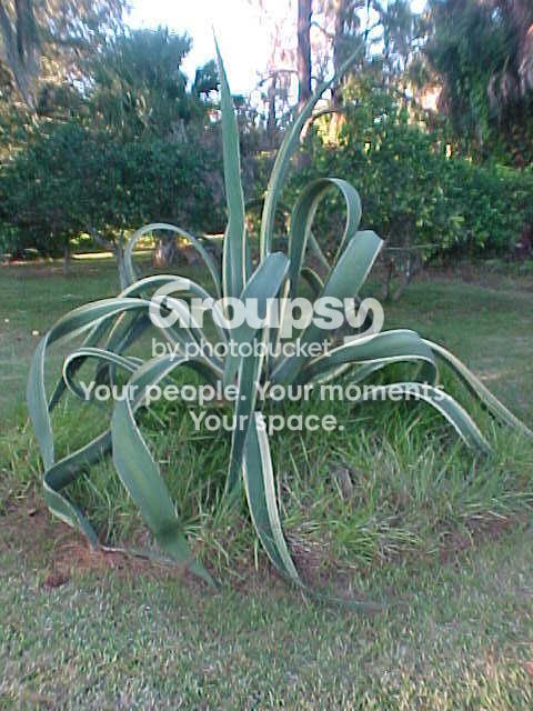 CenturyPlant.jpg