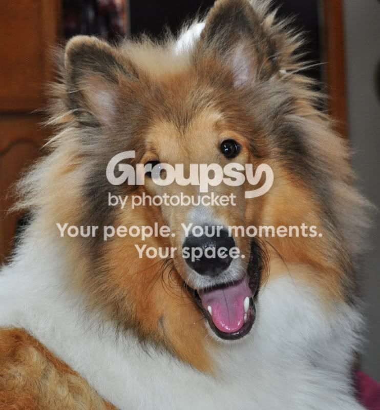 collie007.jpg