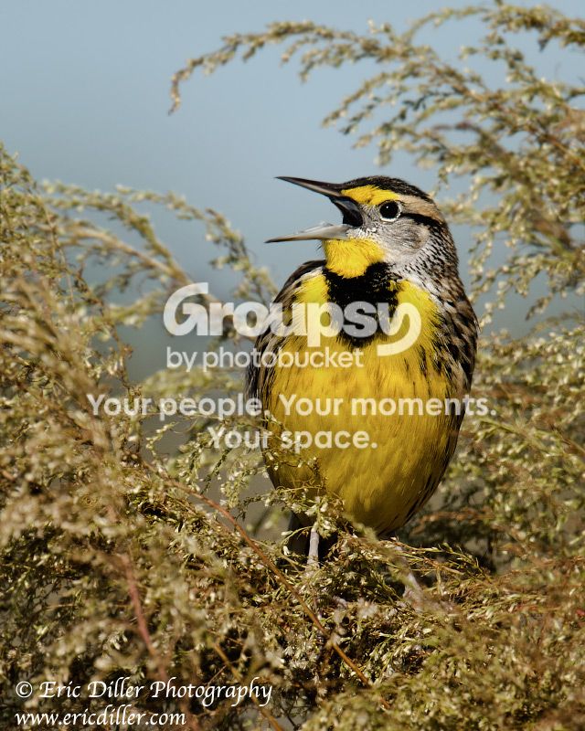 _ECD7089-copy800.jpg