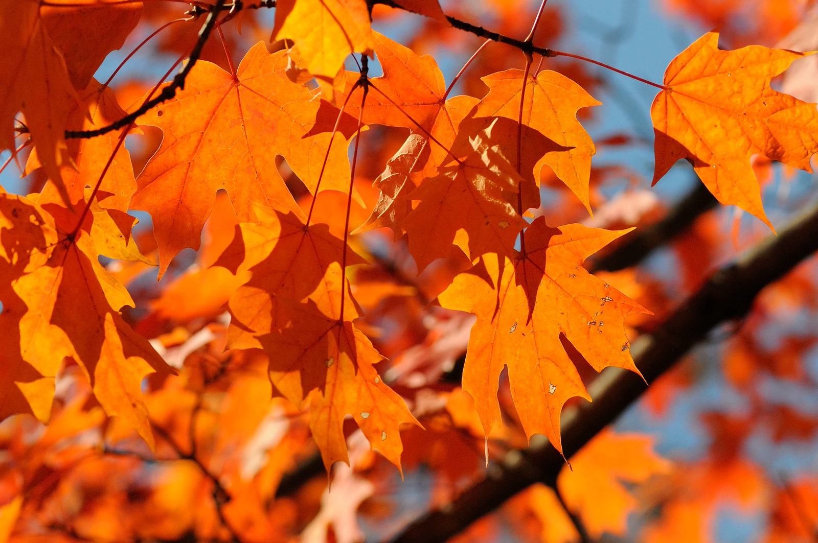 DSC_00010-X3.jpg