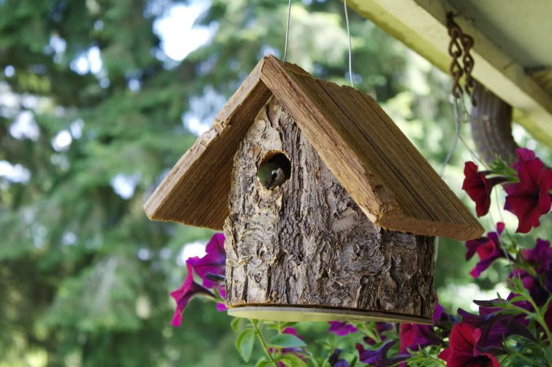 swallows317.jpg