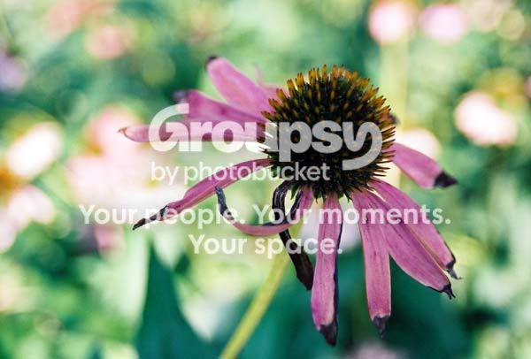 Flower001.jpg
