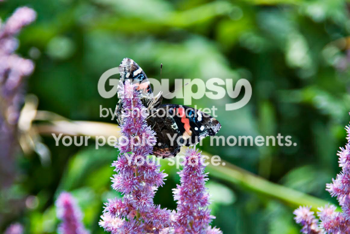 Butterfly.jpg