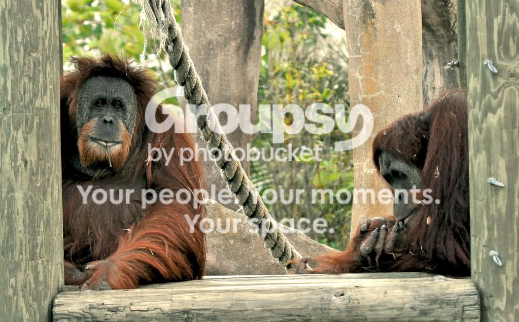 Orangutang.jpg