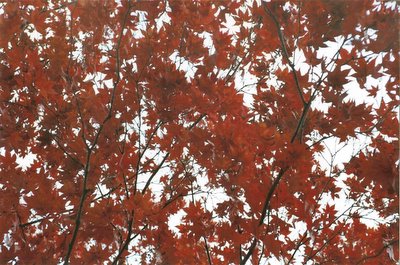 redtreefrontyard.jpg
