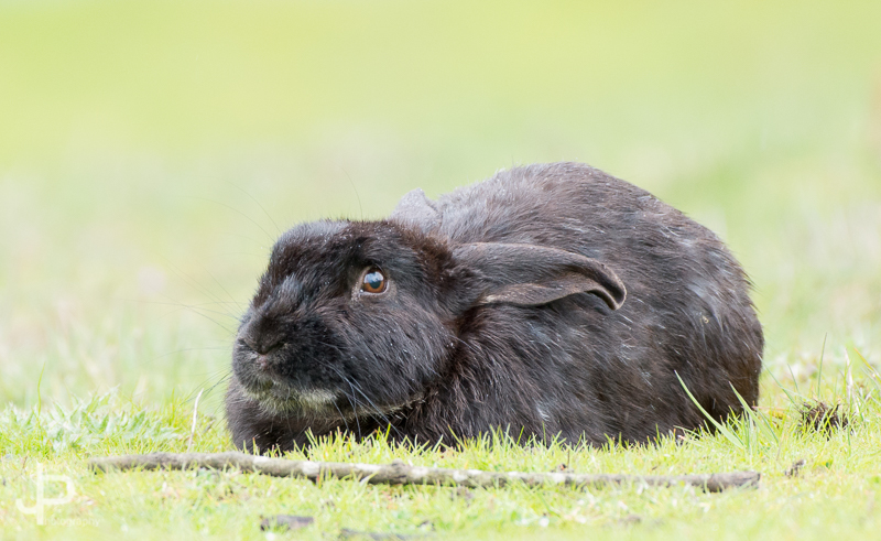Rabbit%20%283%29.JPG