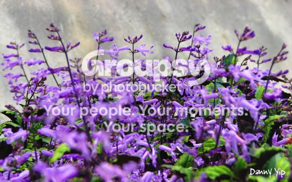 Flowers8.jpg