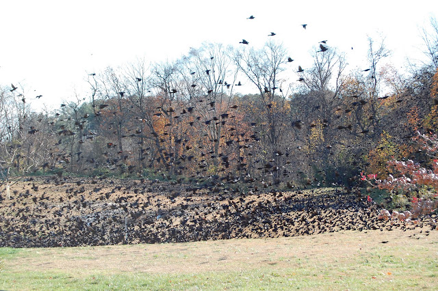 DSC_0151%5B1%5D.jpg