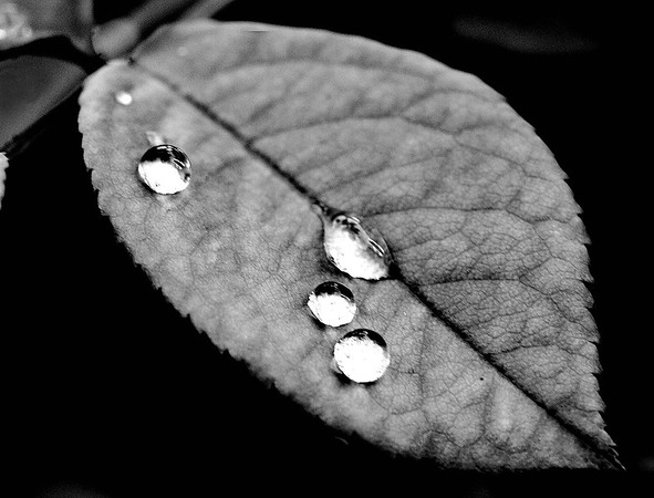 Rain%20Drop%204%20-%20B%26W-M.jpg