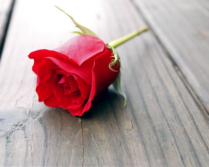 rose1.jpg