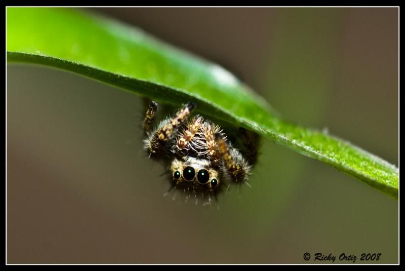 Jumpingspider02.jpg