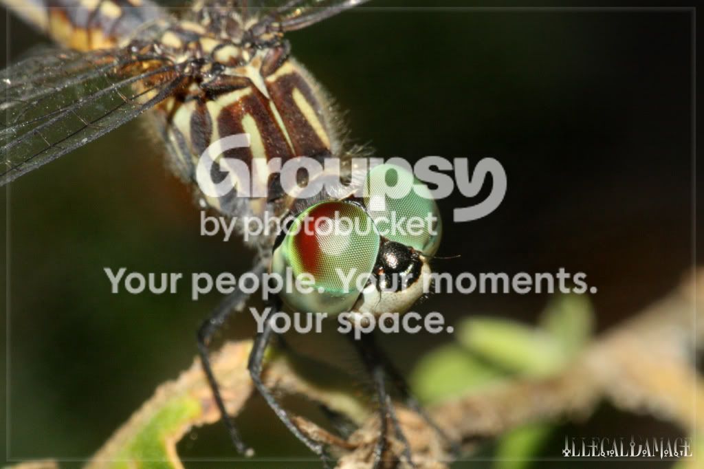 Dragonfly.jpg