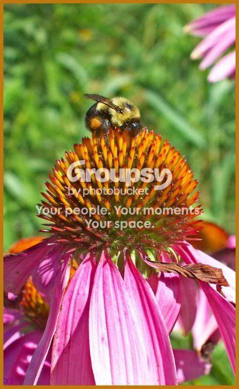 Bumblebeeonconeflower.jpg